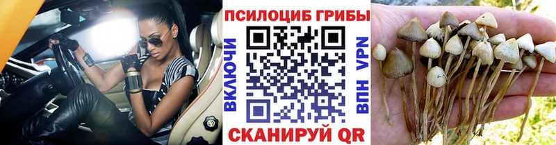 Псилоцибиновые грибы MAGIC MUSHROOMS  маркетплейс состав  Ельня 